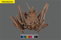 藏品(羚羊密刺蟹)的圖片